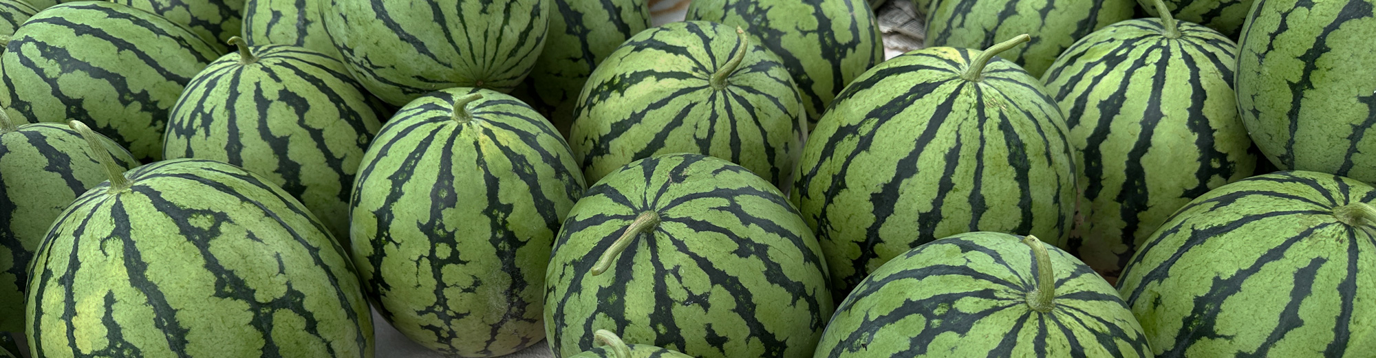 すいか - 有限会社黒田青果